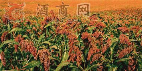 ��Ʒ�|�����ϾƵĹ����t�t��Ŵ����